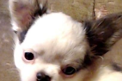 Chihuahua Puppies breeder image 1
