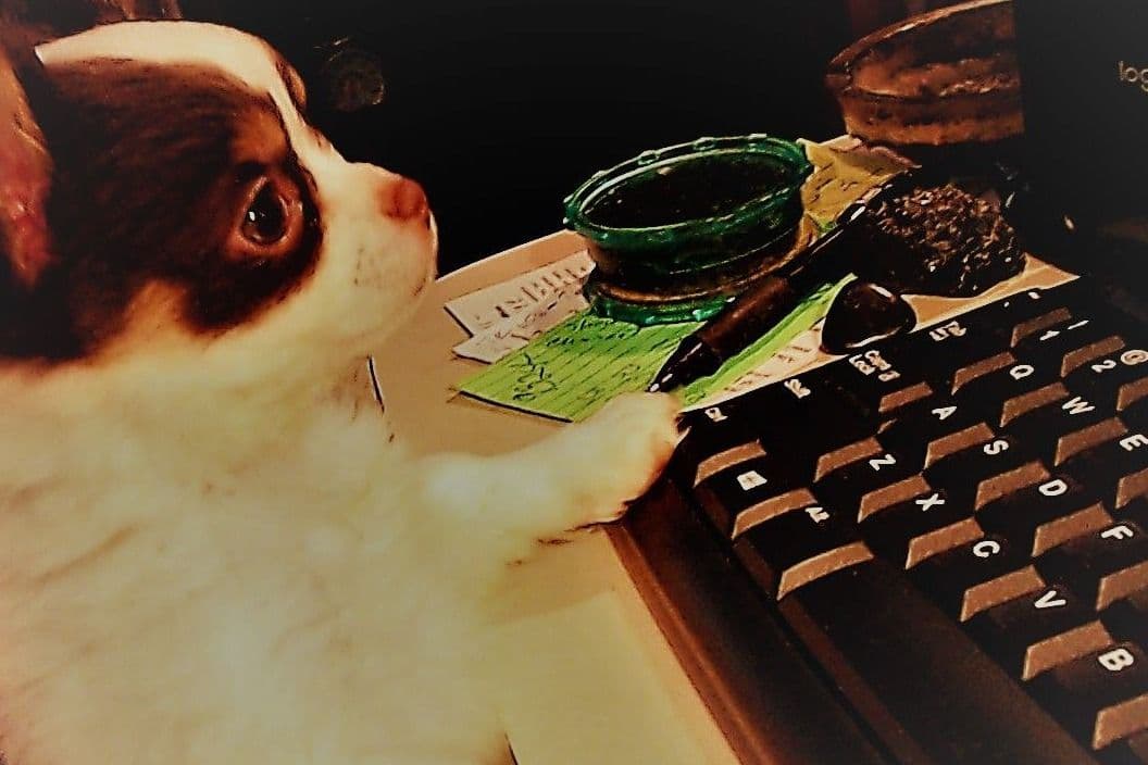 Chihuahua Puppies breeder image 3