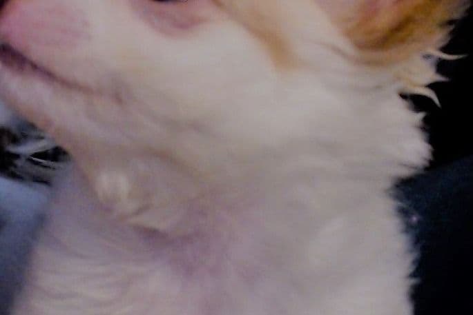 Chihuahua Puppies breeder image 4