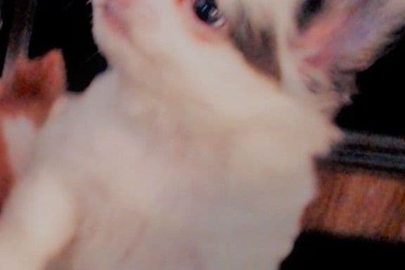Chihuahua Puppies breeder image 5