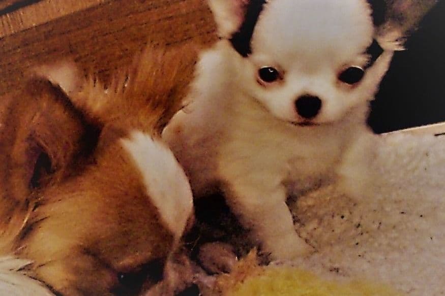 Chihuahua Puppies breeder image 6