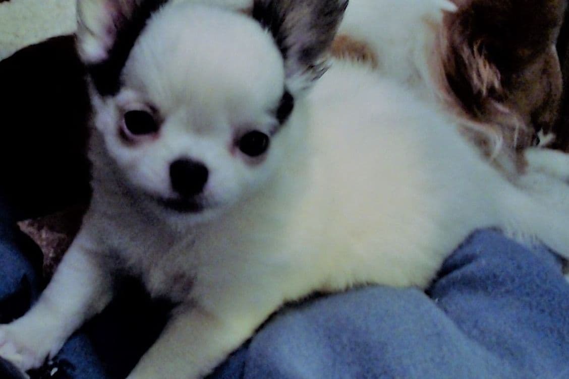 Chihuahua Puppies breeder image 9