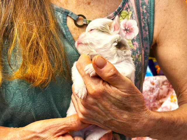 Chihuahua Puppies media 2