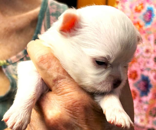 Chihuahua Puppies media 3