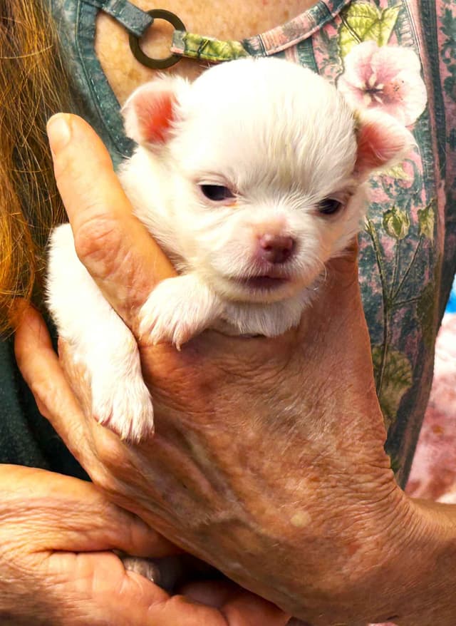Chihuahua Puppies media 4