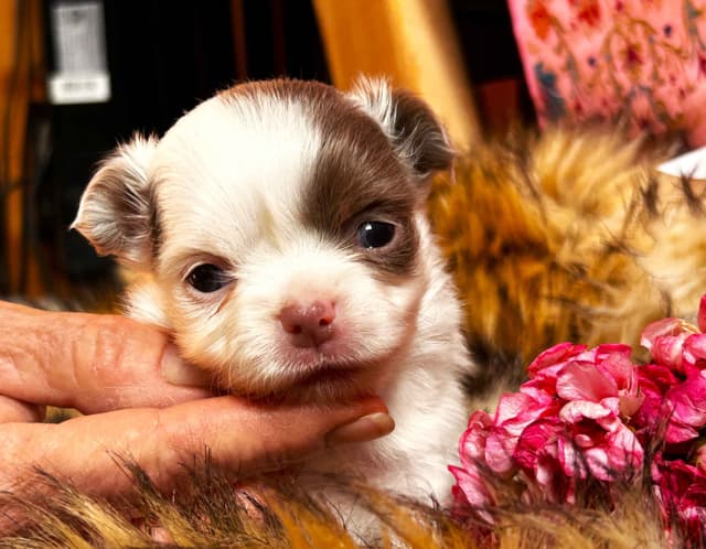 Chihuahua Puppies media 5