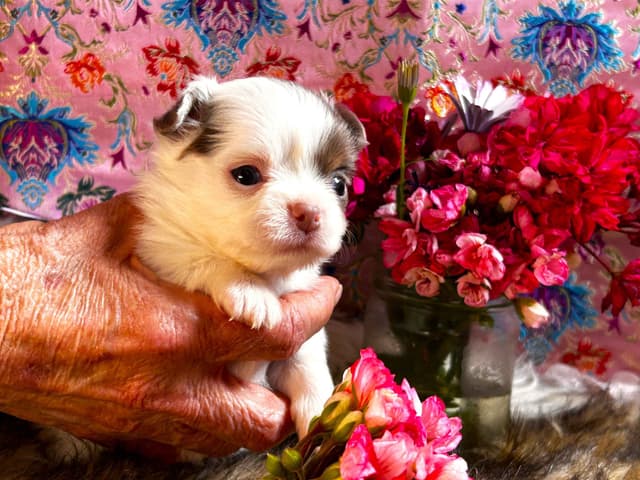 Chihuahua Puppies media 6
