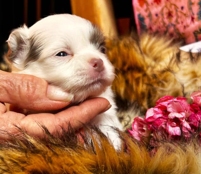 Chihuahua Puppies media 7