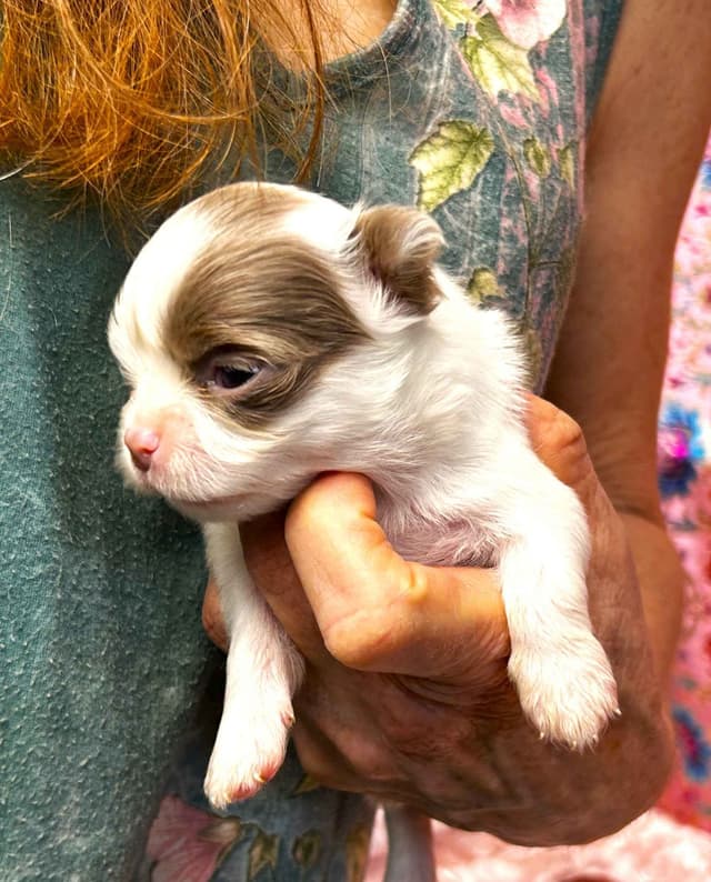 Chihuahua Puppies media 8