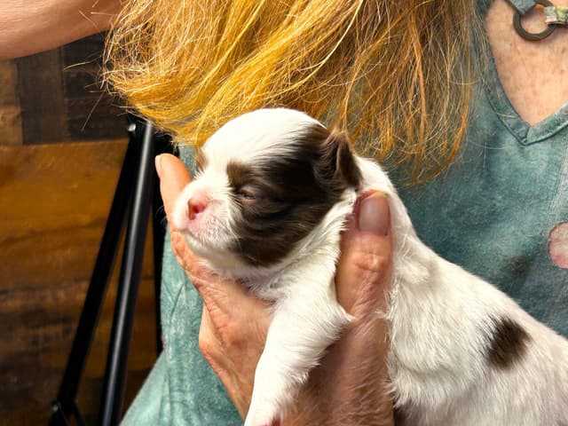 Chihuahua Puppies media 9