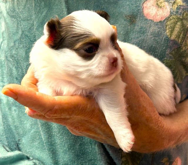 Chihuahua Puppies media 10