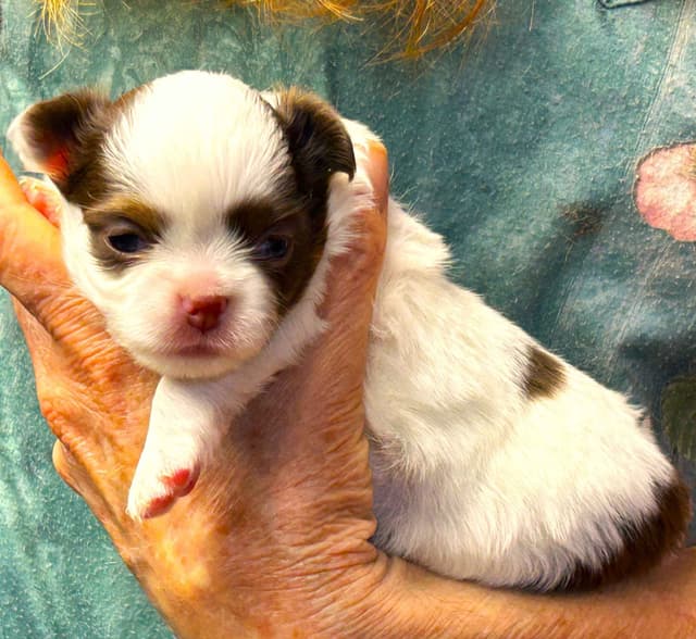 Chihuahua Puppies media 11