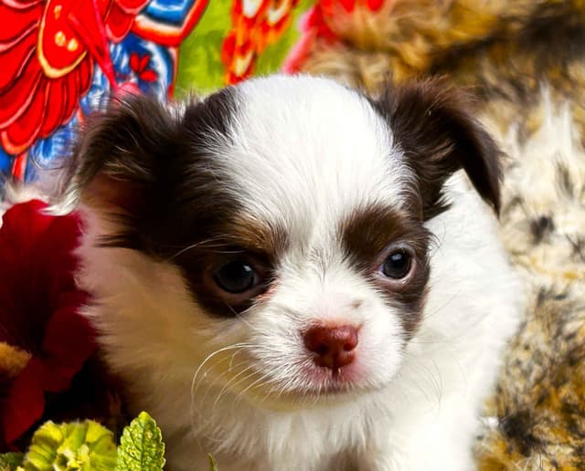 Chihuahua Puppies media 14