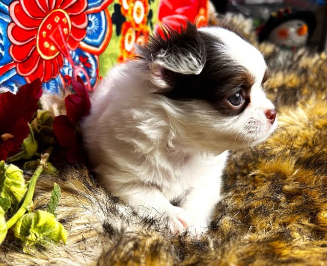 Chihuahua Puppies media 15