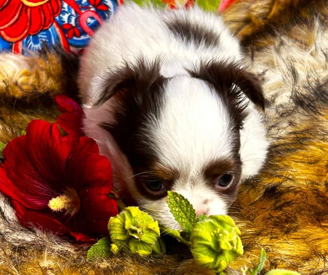 Chihuahua Puppies media 16