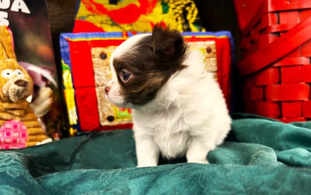 Chihuahua Puppies media 17