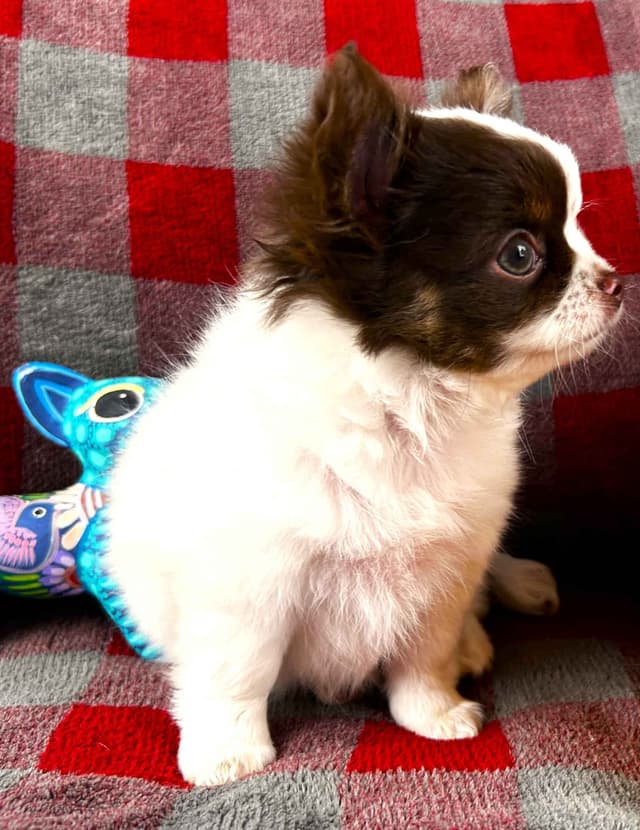 Chihuahua Puppies media 2