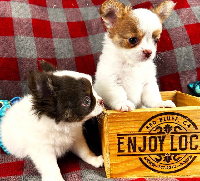 Chihuahua Puppies media 3