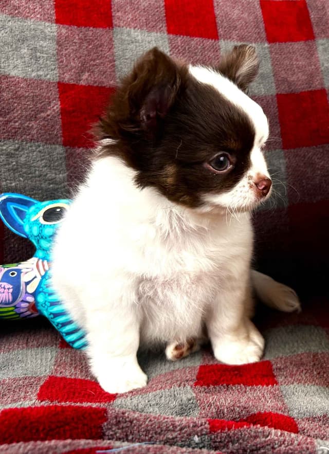 Chihuahua Puppies media 4