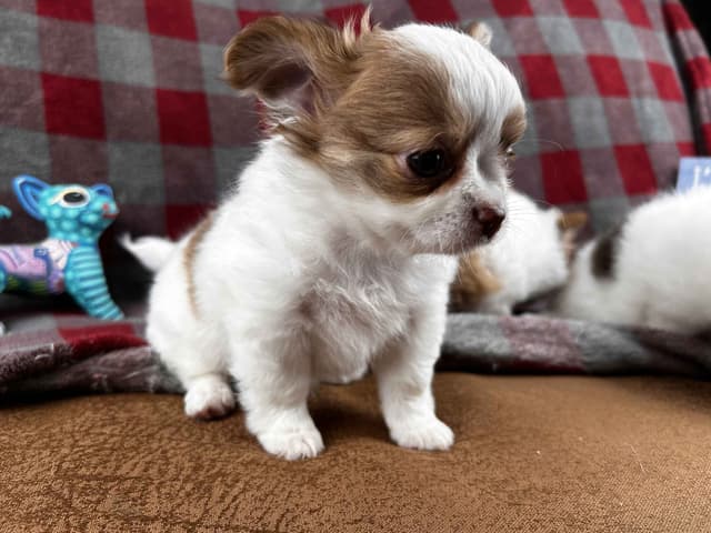 Chihuahua Puppies media 5