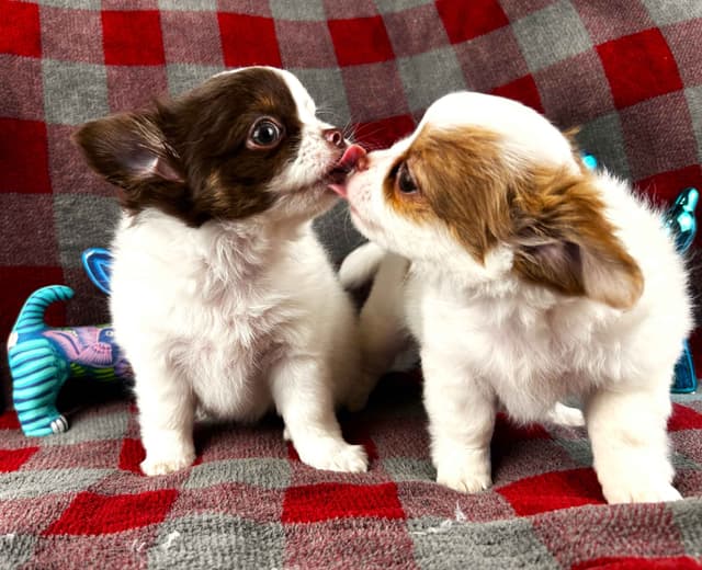 Chihuahua Puppies media 6