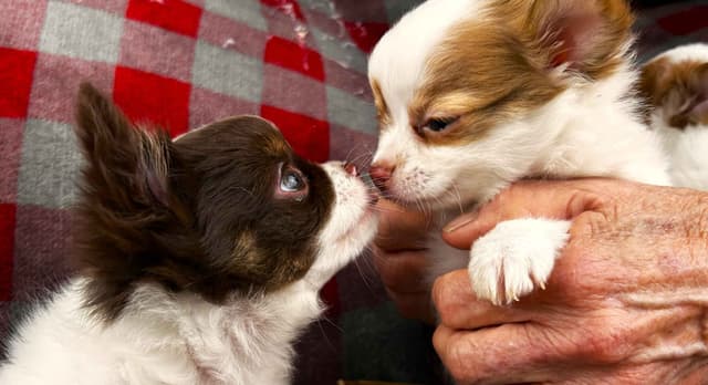 Chihuahua Puppies media 8