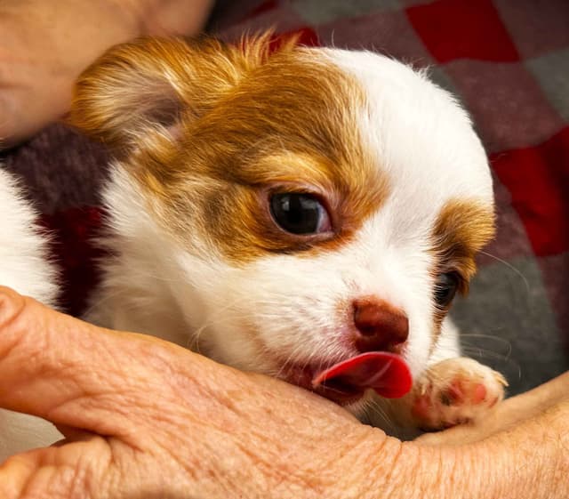 Chihuahua Puppies media 9