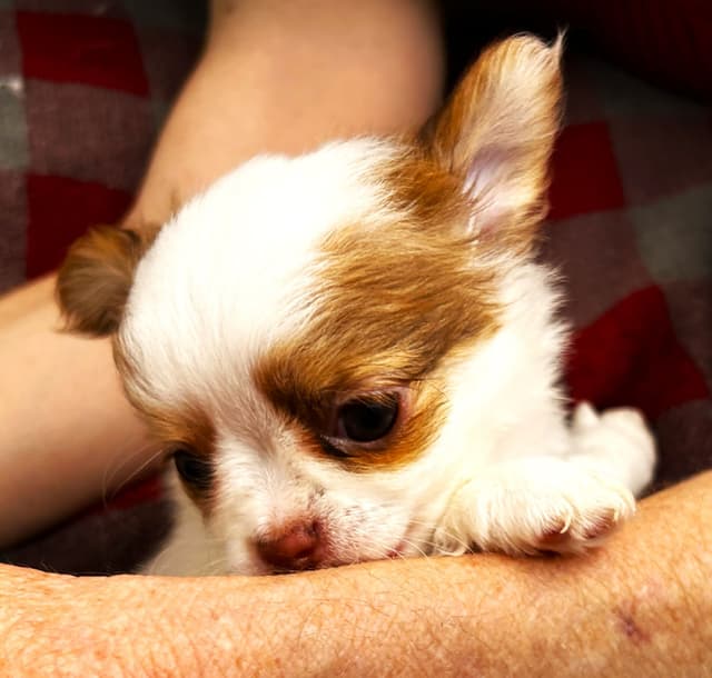 Chihuahua Puppies media 10