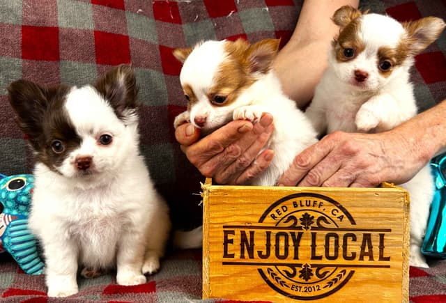 Chihuahua Puppies media 11