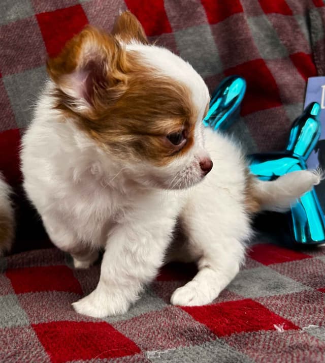 Chihuahua Puppies media 12