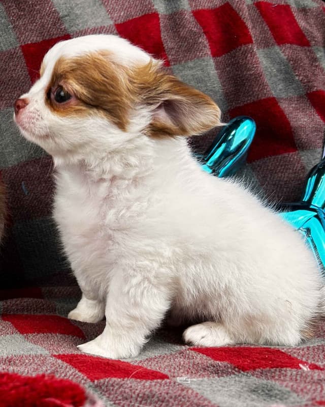 Chihuahua Puppies media 13
