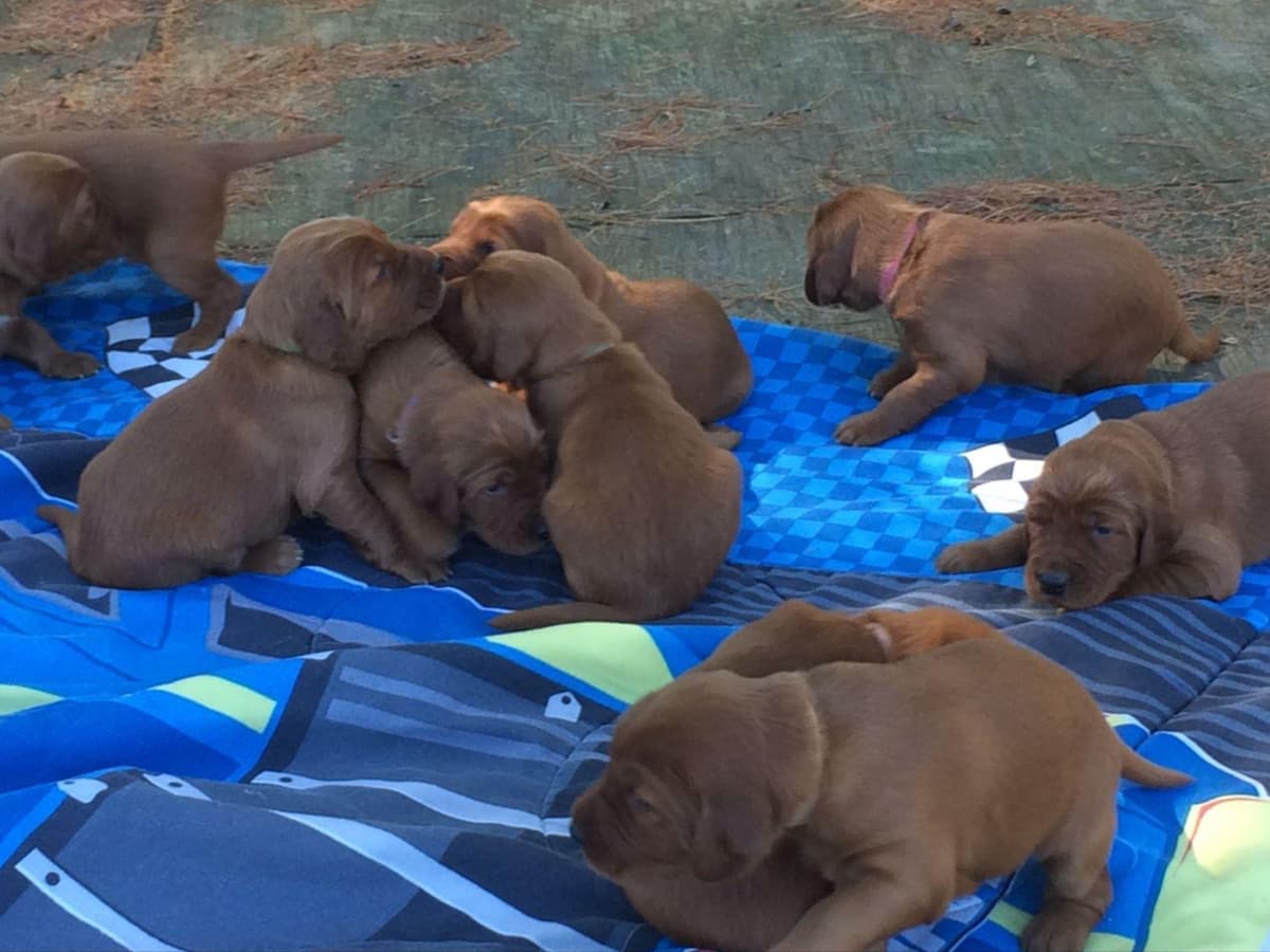 Golden Retriever Puppies breeder image 1