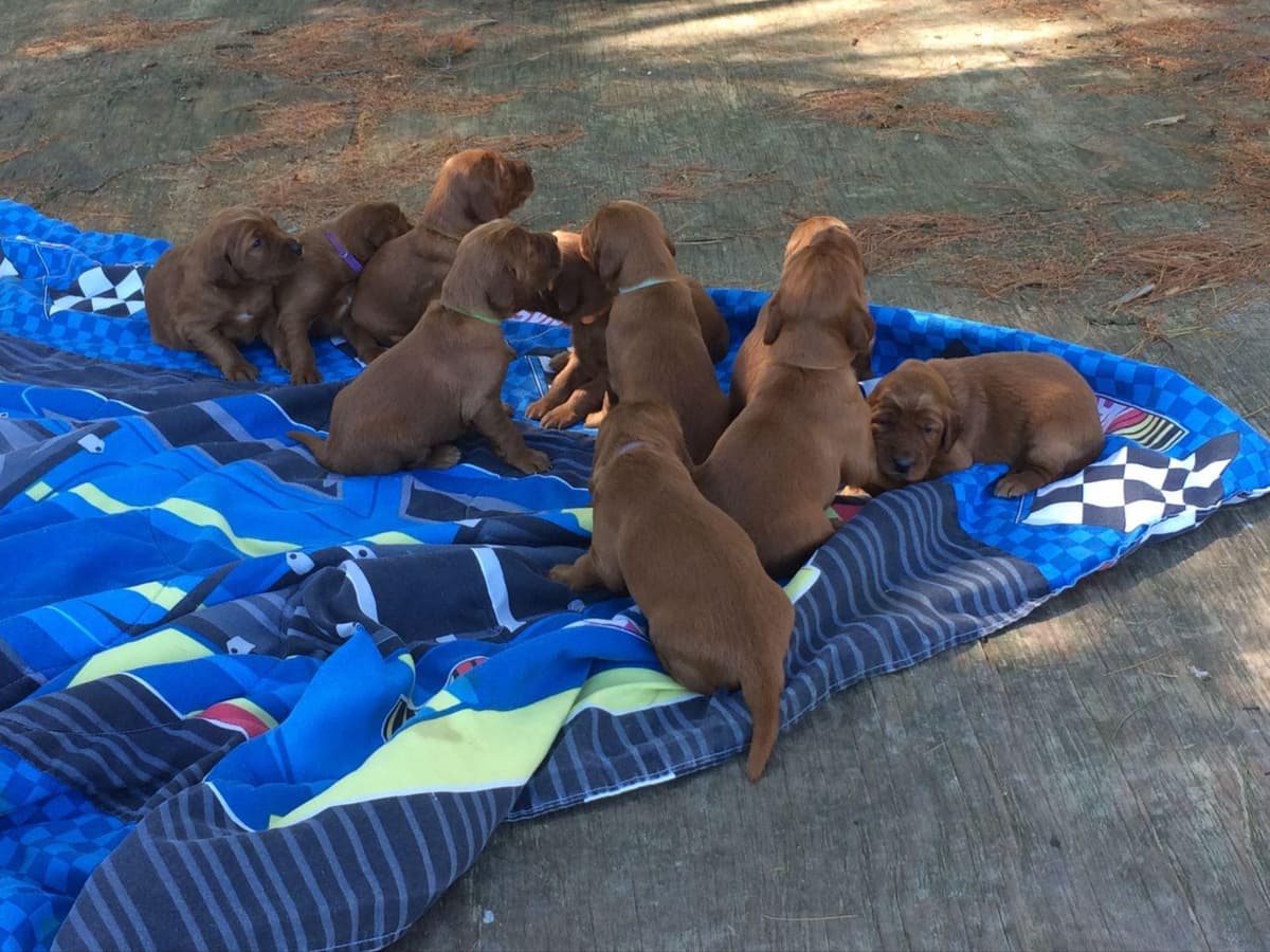 Golden Retriever Puppies breeder image 2