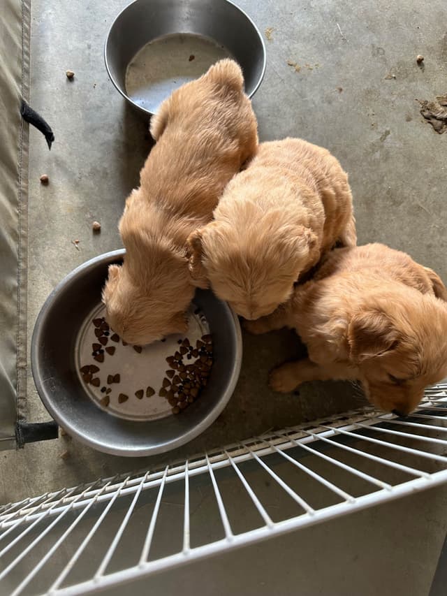 Golden Retriever Puppies media 2