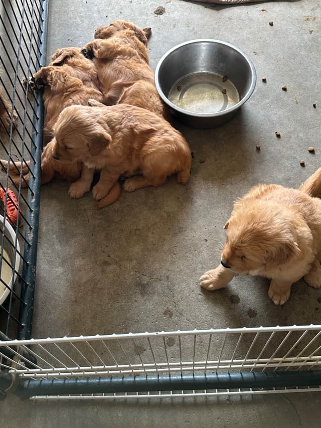 Golden Retriever Puppies media 3