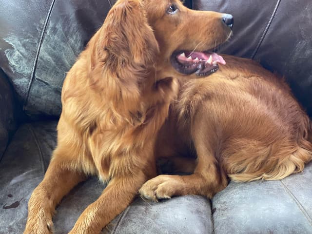Golden Retriever Puppies media 4