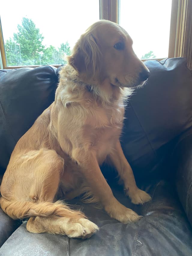 Golden Retriever Puppies media 5