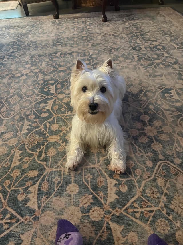 West Highland White Terrier Puppies media 2
