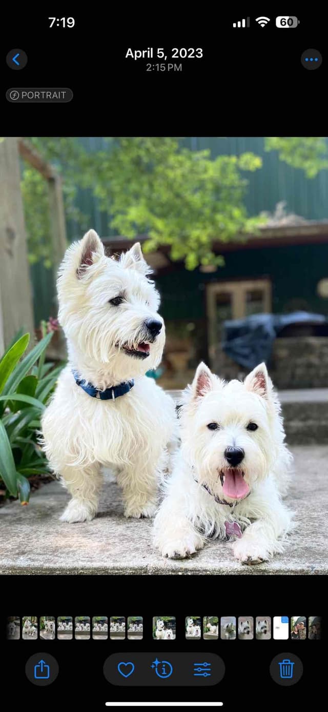 West Highland White Terrier Puppies media 3