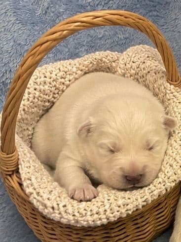West Highland White Terrier Puppies media 4