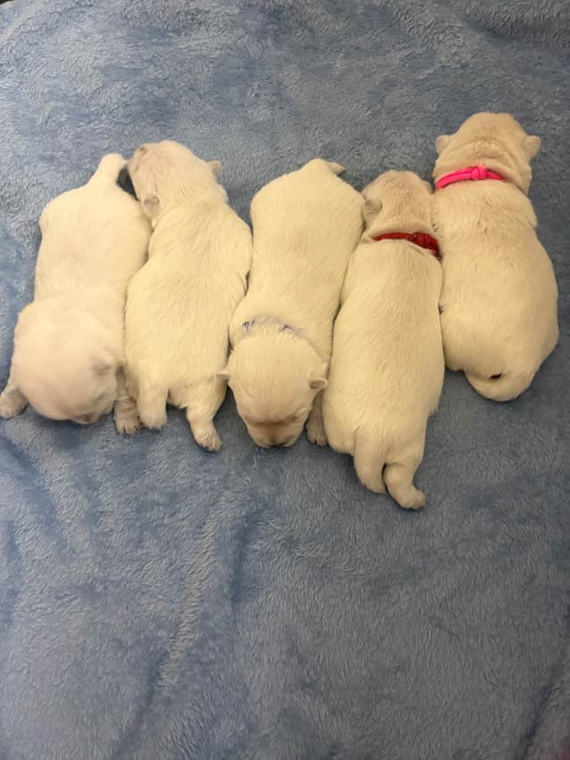 West Highland White Terrier Puppies media 6