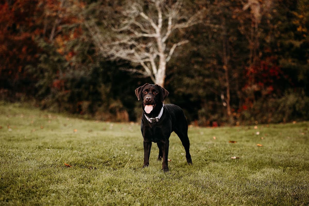 Well Socialized Labrador Puppies from Health Tested Parents breeder image 5