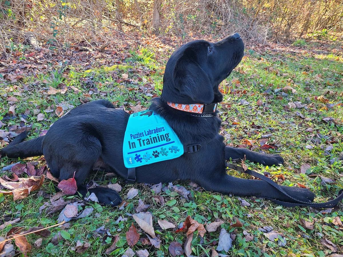 Well Socialized Labrador Puppies from Health Tested Parents breeder image 6