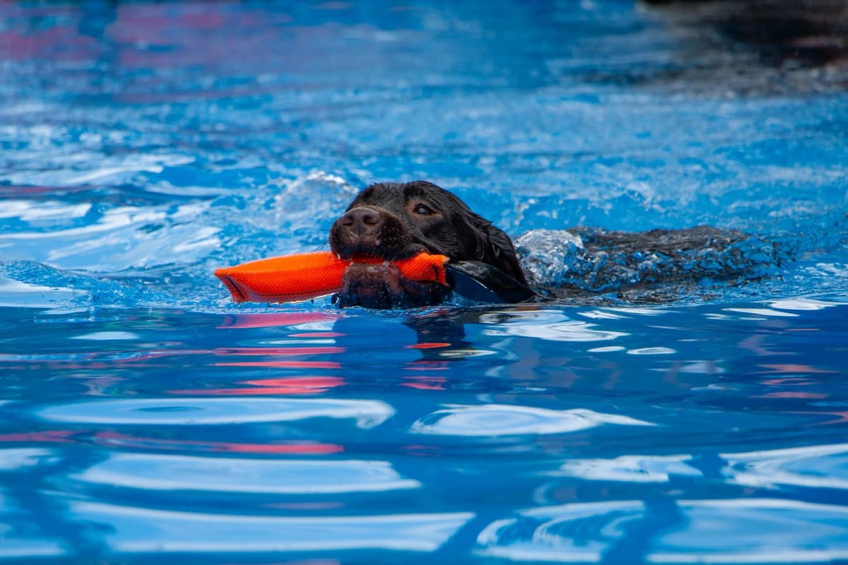 Well Socialized Labrador Puppies from Health Tested Parents breeder image 7