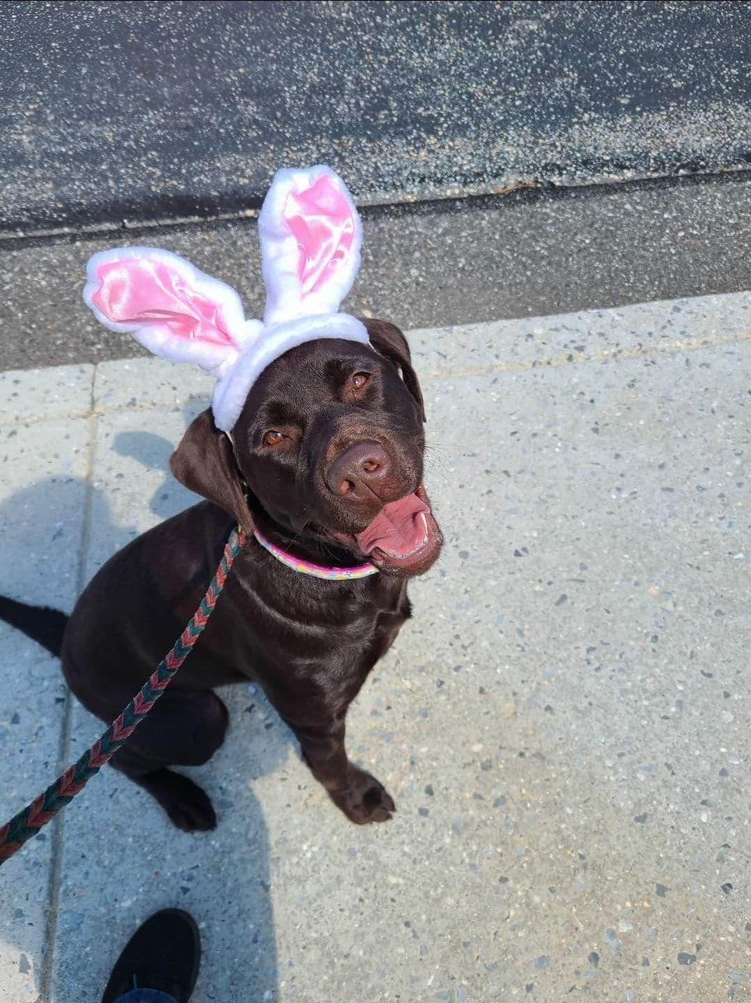 Well Socialized Labrador Puppies from Health Tested Parents breeder image 8