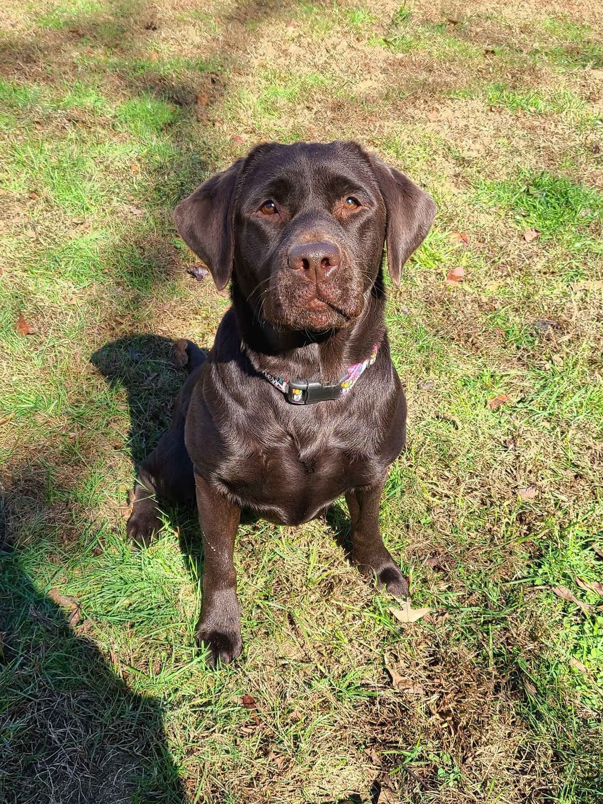 Well Socialized Labrador Puppies from Health Tested Parents breeder image 14
