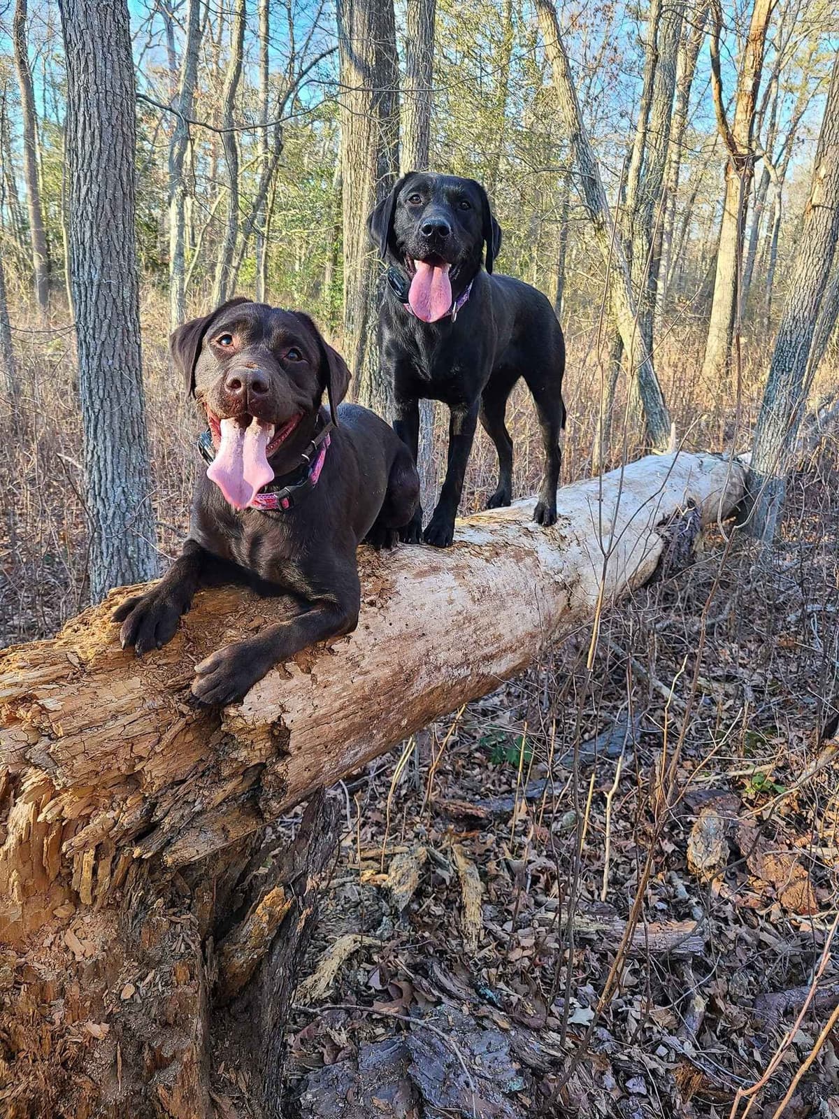 Well Socialized Labrador Puppies from Health Tested Parents breeder image 15