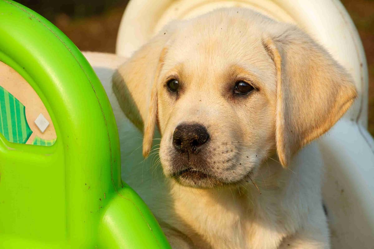Well Socialized Labrador Puppies from Health Tested Parents breeder image 18