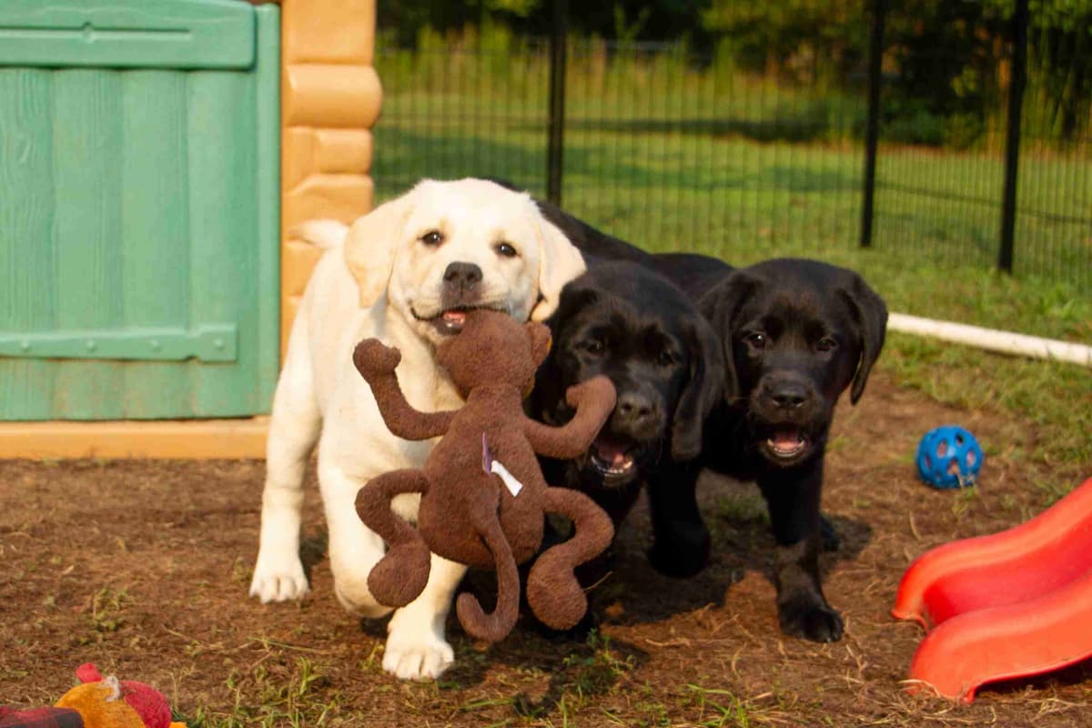 Well Socialized Labrador Puppies from Health Tested Parents breeder image 16