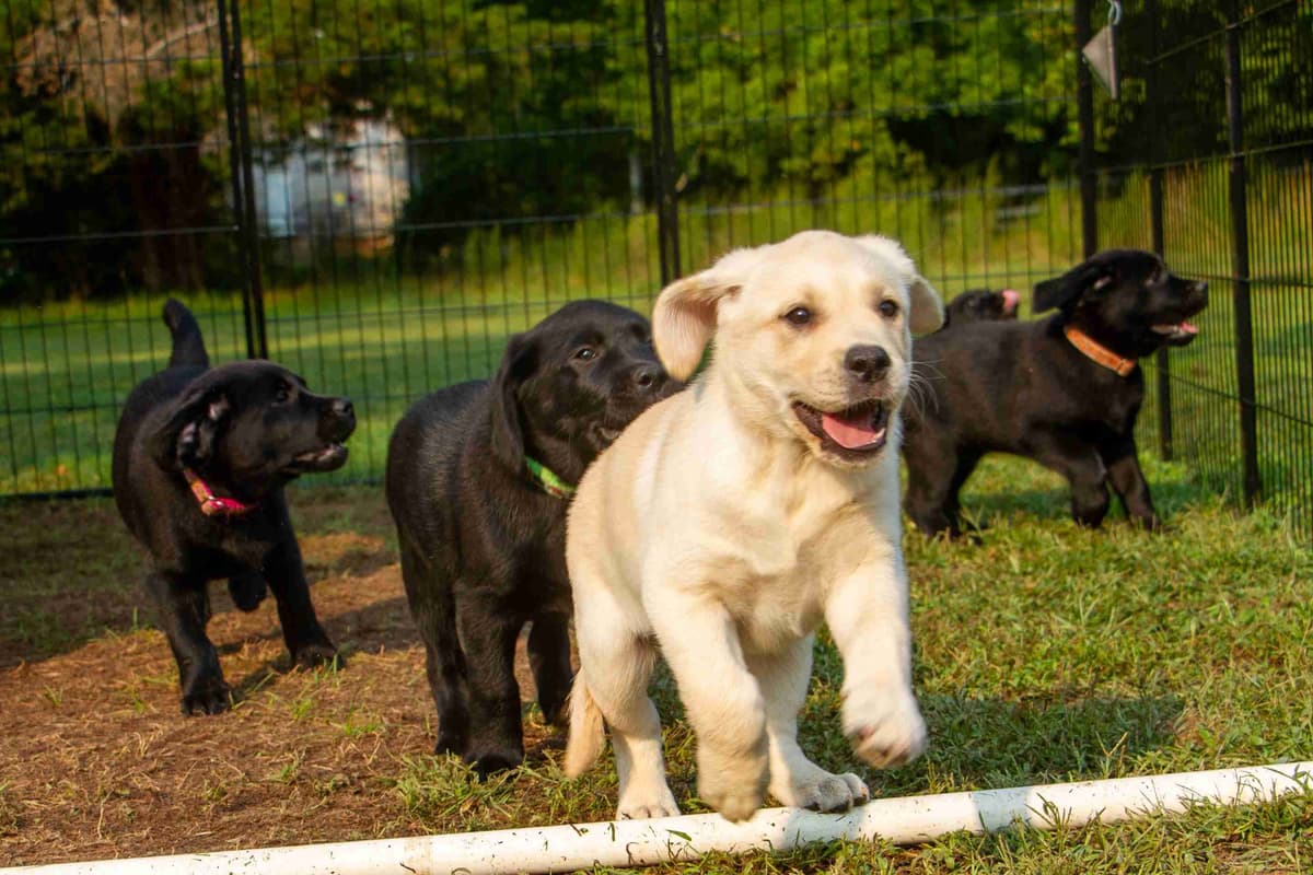 Well Socialized Labrador Puppies from Health Tested Parents breeder image 17